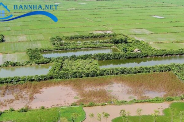 Đất nông nghiệp sổ chung là gì? 6 Rủi ro và 4 Kinh nghiệm giao dịch đất nông nghiệp chung 2025 7 Quyền và nghĩa vụ của các chủ sở hữu đất nông nghiệp sổ chung