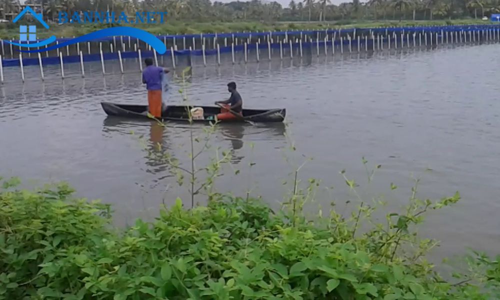 Vai trò kinh tế và tiềm năng đầu tư của đất nuôi trồng thủy sản nước ngọt